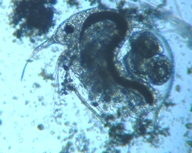 fig.01 �]�E�~�W���R