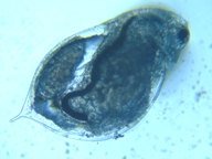 fig.02 �~�W���R��