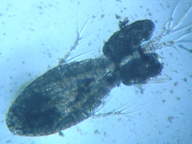 fig.03 �P���~�W���R�i���X�j