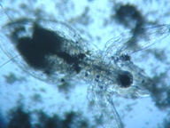 fig.04 �I�i�K�~�W���R