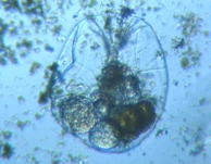 fig.06 �t�N�������V