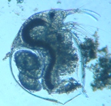 fig.01 �]�E�~�W���R