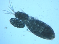 fig.03 �P���~�W���R�i���X�j