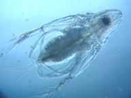 fig.04 �I�i�K�~�W���R