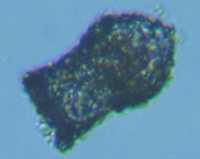 fig.06 �X�i�J�����V��