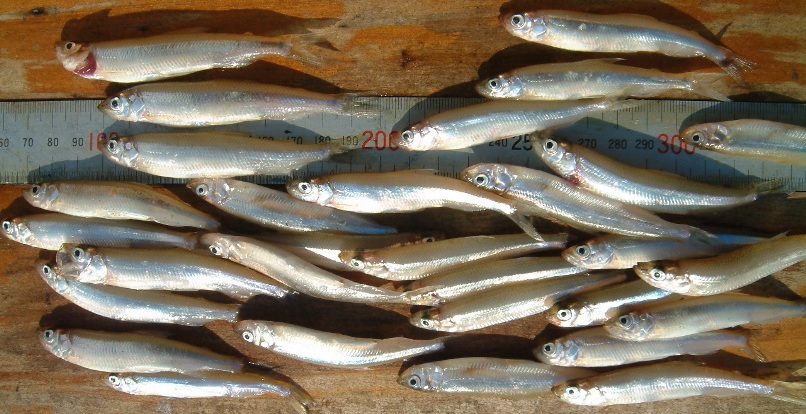 fig.01 �T�R�΂̃��J�T�M�i�S���W�T�`�P�O�T�����j
F.�R�e�[�W�΂����ƎV���ő���E�B�e