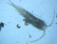 fig.01 �P���~�W���R�i���X�j