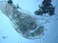 fig.02 �I�i�K�~�W���R