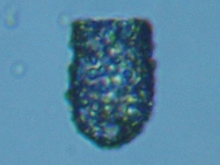 fig.03 �X�i�J�����V��