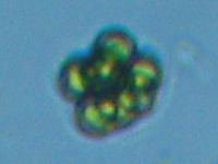 fig.04 �q�Q�}������