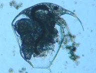 fig.01 �]�E�~�W���R