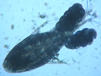 fig.02 �P���~�W���R�i���X�j