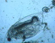 fig.04 �n���i�K�~�W���R�i�듪�j