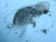 fig.05 �I�i�K�~�W���R