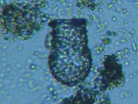 fig.07 �X�i�J�����V��