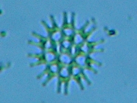 fig.08 �N���V���E����