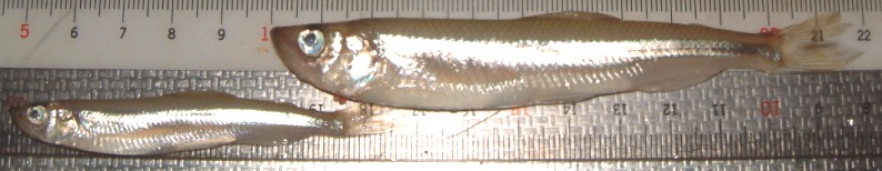 fig.01 ���v���̃��J�T�M�i�S���W�O�`�P�Q�O�����j