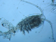 fig.01 �P���~�W���R��