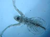 fig.02 �I�i�K�~�W���R