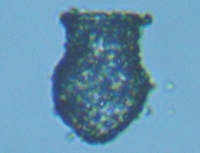 fig.03 �X�i�J�����V���i���������j