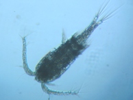 fig.01 �P���~�W���R��