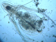 fig.02 �I�i�K�~�W���R