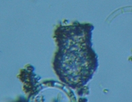 fig.03 �X�i�J�����V���i���������j