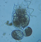 fig.05 �c�{�����V��