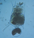 fig.06 �c�{�����V��