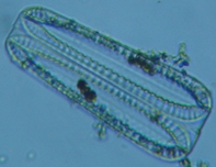 fig.07 �R�o���P�C�\�E���i�]���j