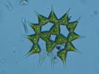 fig.08 �N���V���E�����i�Α��j