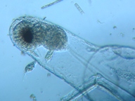 fig.01 �m���i���X�j