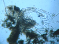 fig.03 �I�i�K�~�W���R