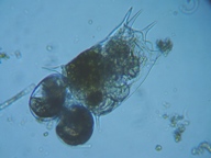 fig.04 �c�{�����V��