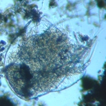 fig.06 �e�}�������V���h�L