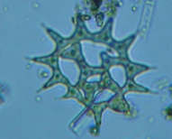 fig.08 �N���V���E�����i�Α��j