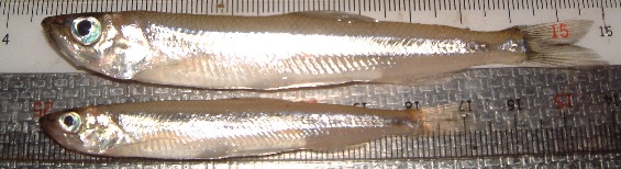 fig.01 ���v���̃��J�T�M�i�S���W�S�`�P�P�O�����j