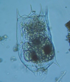 fig.02 �c�{�����V��