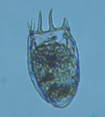 fig.03 �c�{�����V��