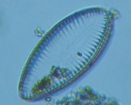 fig.06 �R�o���P�C�\�E���i�]���j