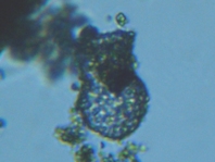 fig.01 �X�i�J�����V���i���������j