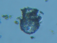 fig.02 �X�i�J�����V���i���������j