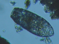 fig.03 �X�i�J�����V���i���������j