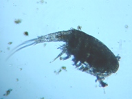 fig.01 �P���~�W���R��