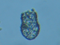 fig.02 �X�i�J�����V���i���������j