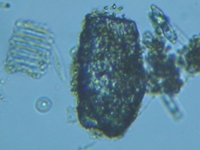 fig.03 �X�i�J�����V���i���������j