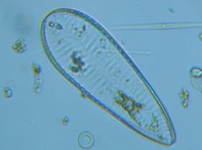 fig.04 �R�o���P�C�\�E��