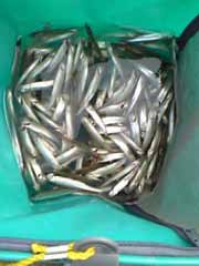 �C�y�ɒނ�܂�