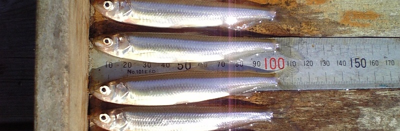 fig.01 �T�R�΂̃��J�T�M�i�S���P�O�O�`�P�Q�O�����j
���聕�B�e�FF.�R�e�[�W�΂�����