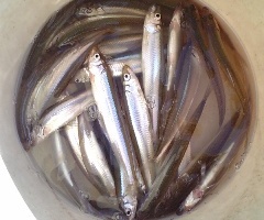 �P���Ԃ̒މʂł�